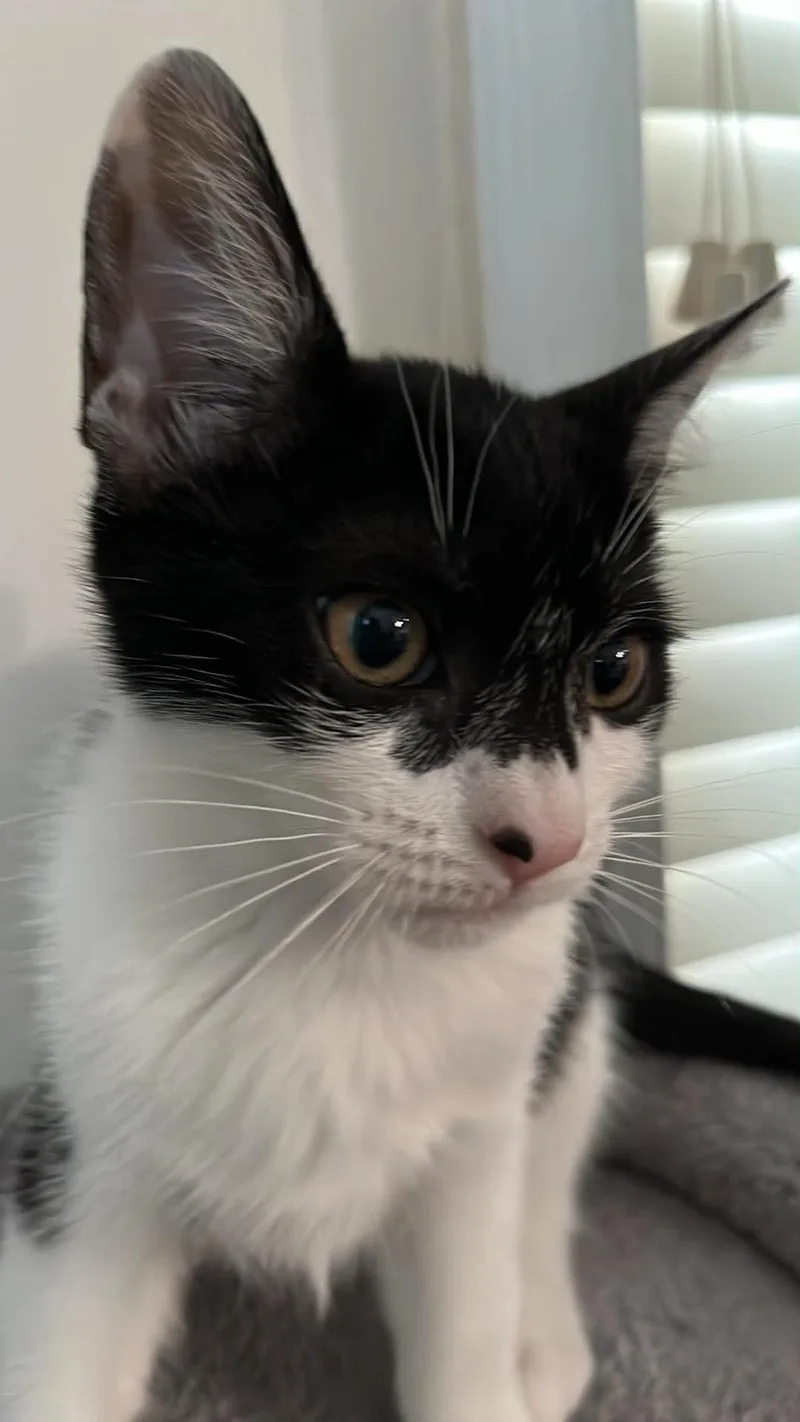 Willow thumbnail 4