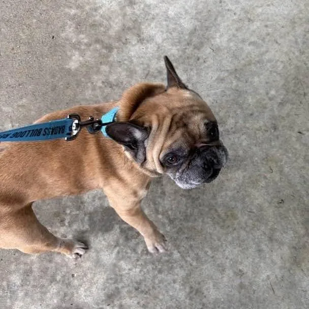 An adult small-sized male French Bulldog dog named Jefferson for adoption in Huber Heights, OH