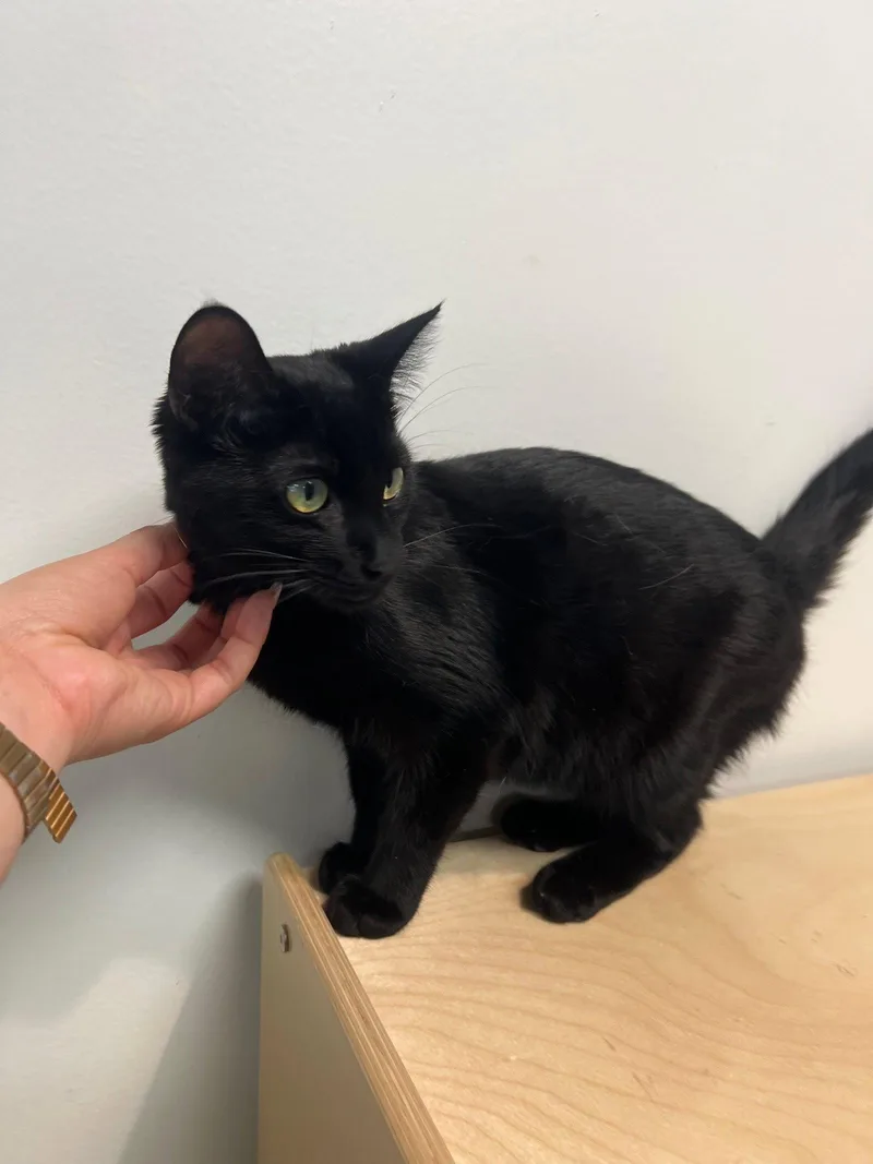 A baby small-sized male Black Domestic Short Hair cat named Pierce Brosnan for adoption in Mission Viejo, CA