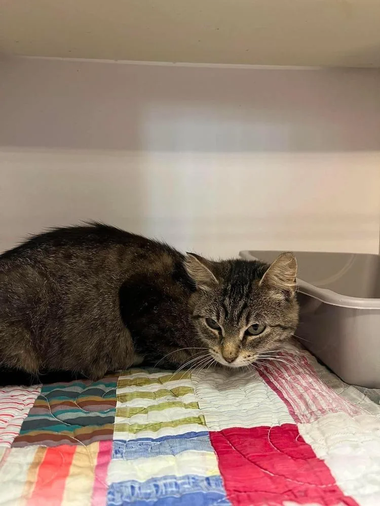 A young small-sized female Domestic Short Hair cat named Purrsephone for adoption in Bolivar, MO