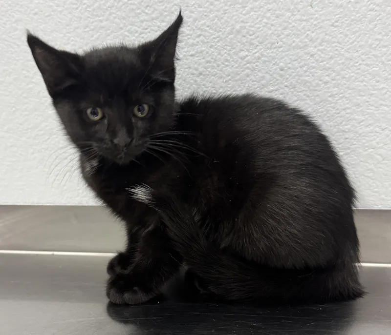 A baby medium-sized female Black Domestic Short Hair cat named Liberty for adoption in Pella, IA