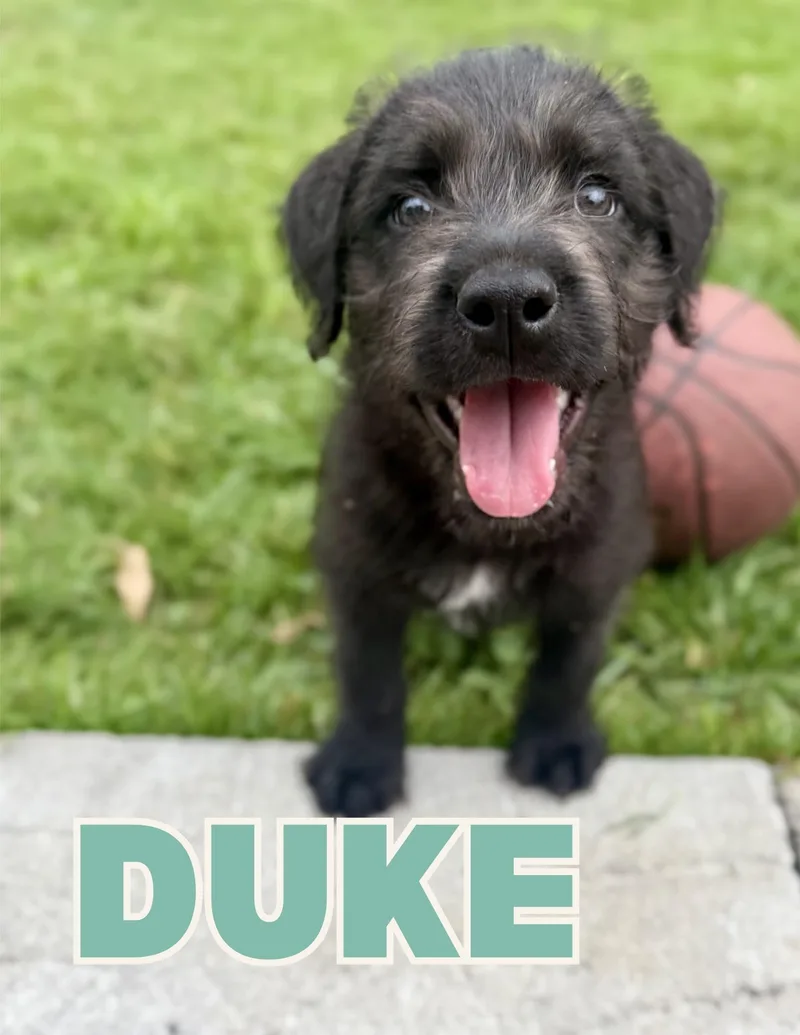 Duke .