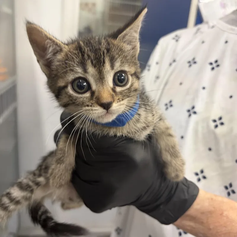 A baby small-sized female Brown / Chocolate Domestic Short Hair cat named Phish Food for adoption in Long Beach, CA
