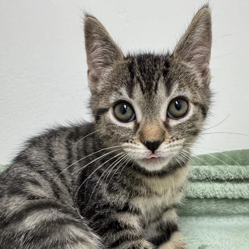 Phish Food thumbnail 2