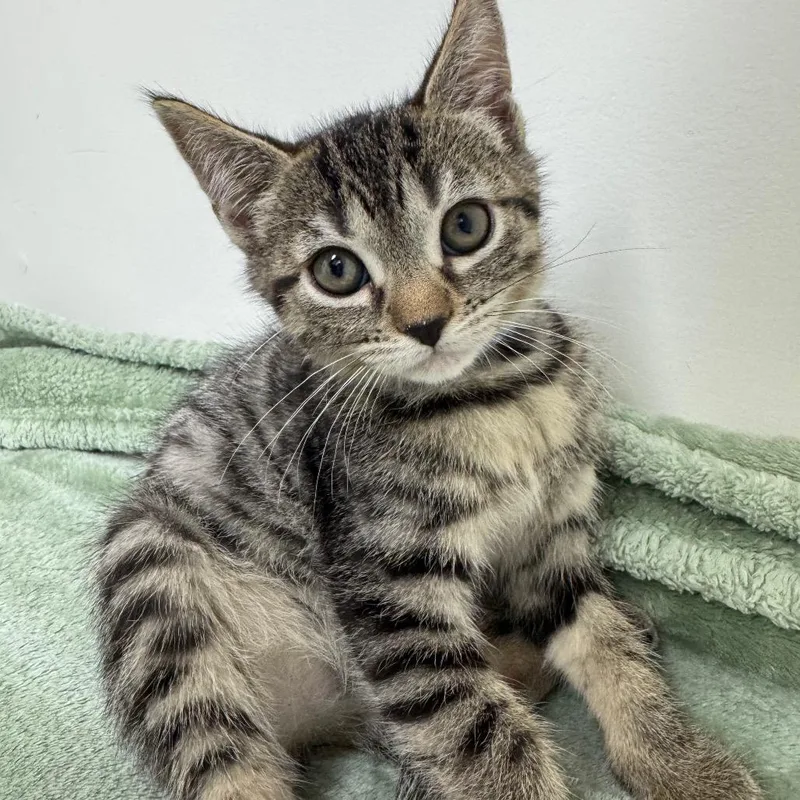 Phish Food thumbnail 3