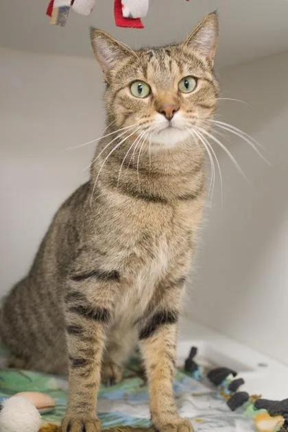 Jafar Front Declawed thumbnail 2