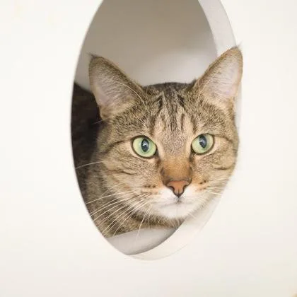 Jafar Front Declawed thumbnail 3