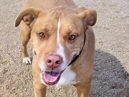 An adult large-sized female Apricot / Beige Mixed Breed dog named Vicky for adoption in Georgetown, TX