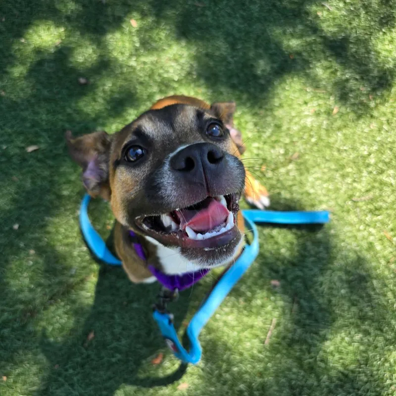 A young medium-sized female Brown / Chocolate Mixed Breed dog named Kehlani for adoption in Naples, FL