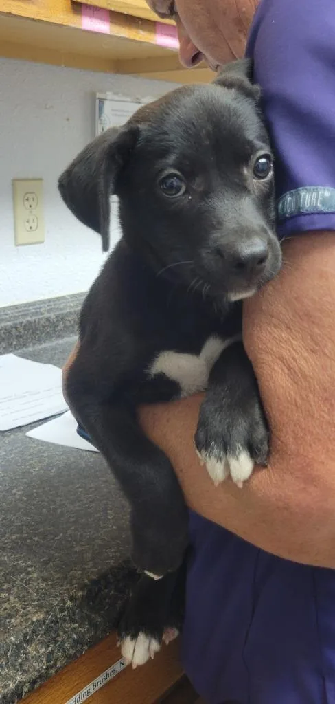 A baby large-sized female Pit Bull Terrier dog named Vienna for adoption in Lockhart, TX