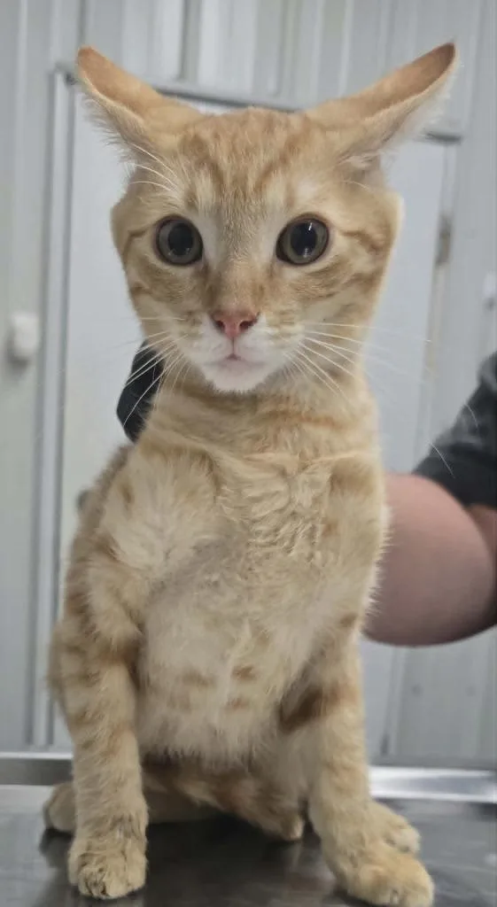 A baby small-sized male Domestic Short Hair cat named Thomas for adoption in Hillsdale, IN