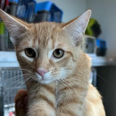 A baby small-sized male Orange / Red Domestic Short Hair cat named Lambert for adoption in Matteson, IL