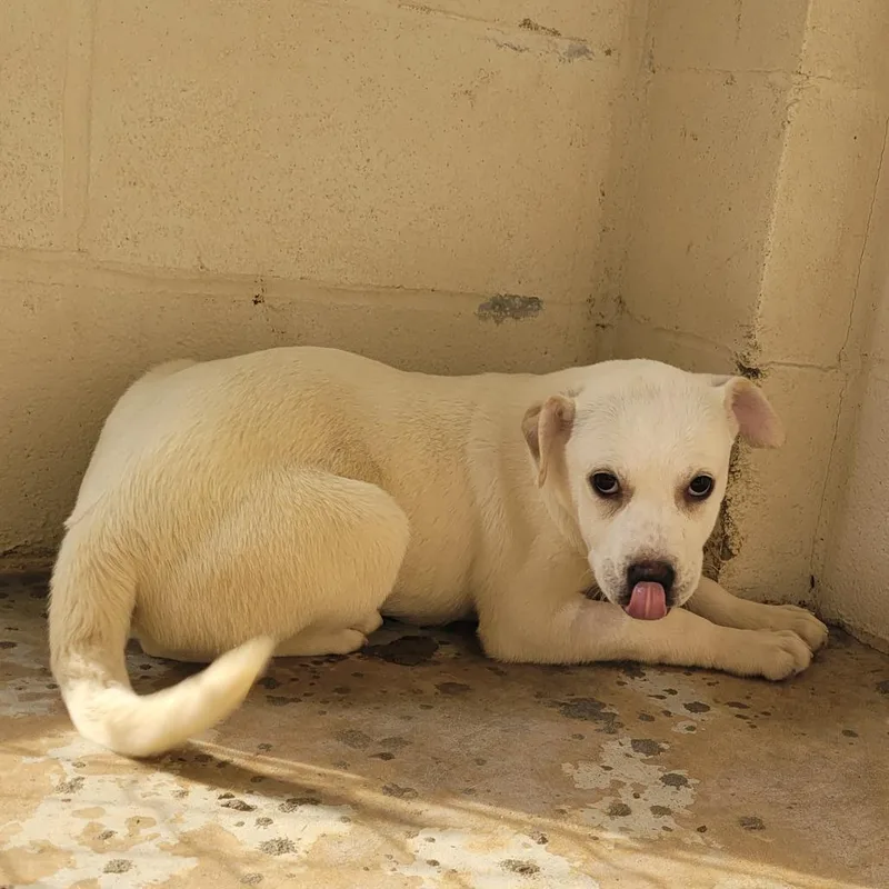 A baby medium-sized female White / Cream Mixed Breed dog named Sparrow for adoption in LOXAHATCHEE, FL