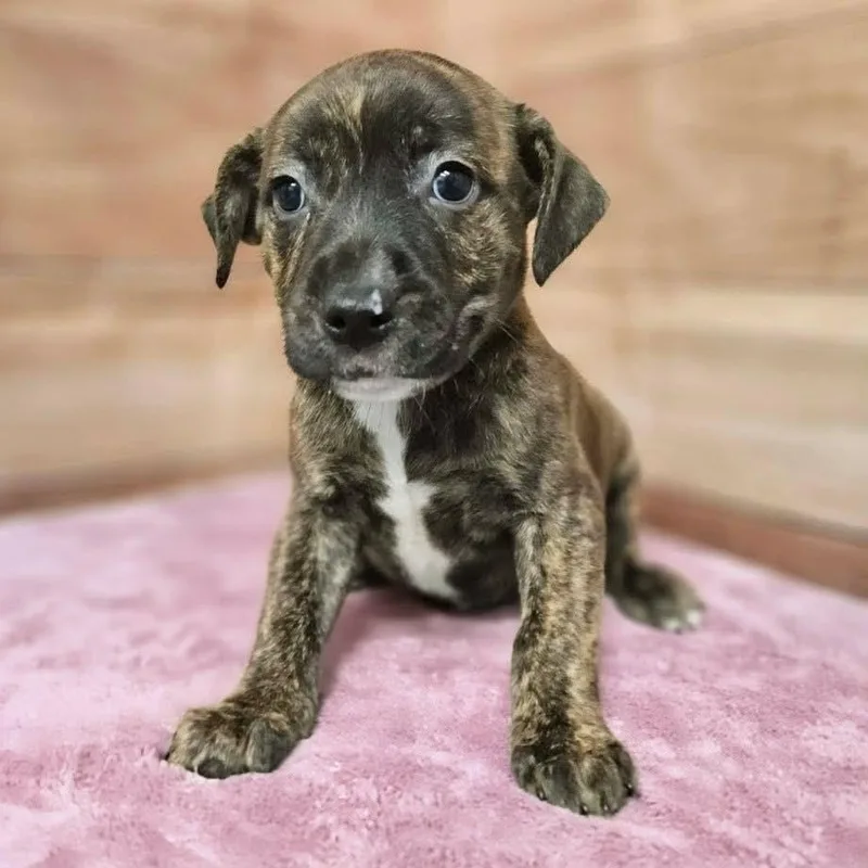 A baby medium-sized male Brindle Pit Bull Terrier dog named Galyn for adoption in Griswold, CT