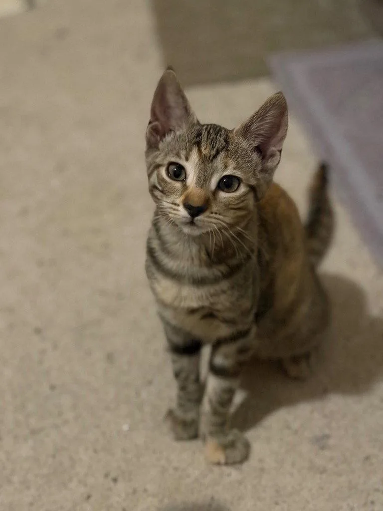 A young medium-sized female Torbie cat named Peach for adoption in Garner, NC