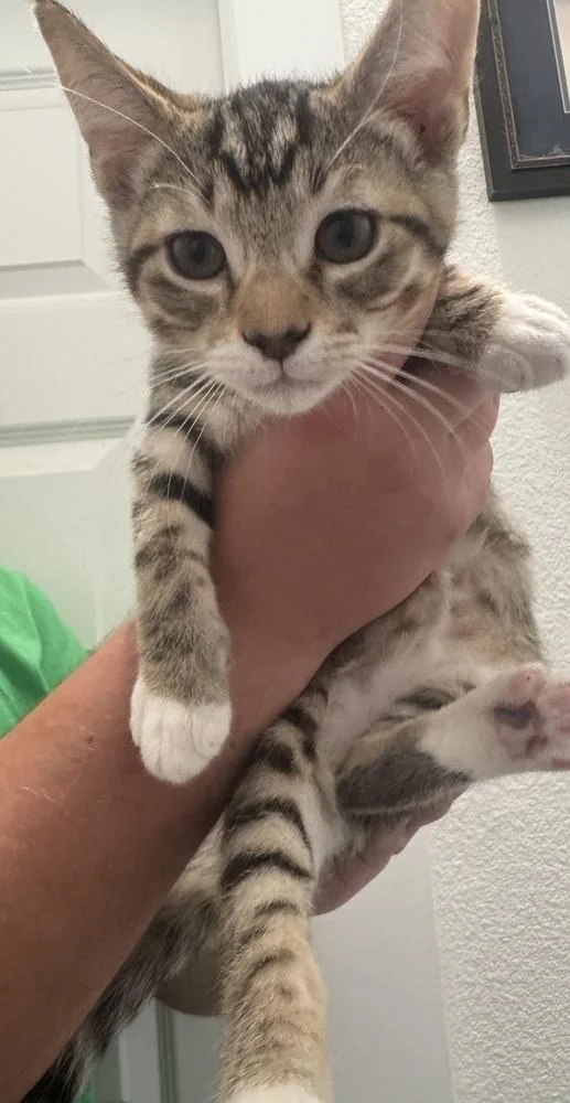 A baby small-sized male Domestic Short Hair cat named Maple for adoption in Dallas, TX