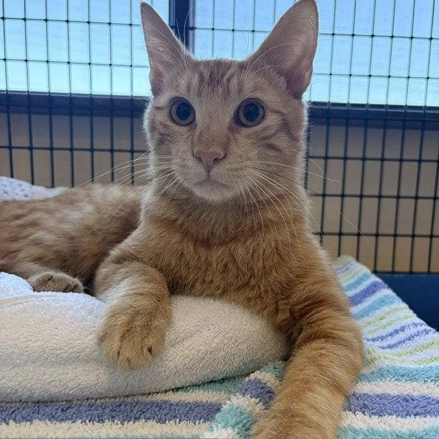 An adult medium-sized male Orange / Red Domestic Short Hair cat named Tater Tot for adoption in Burlingame, CA