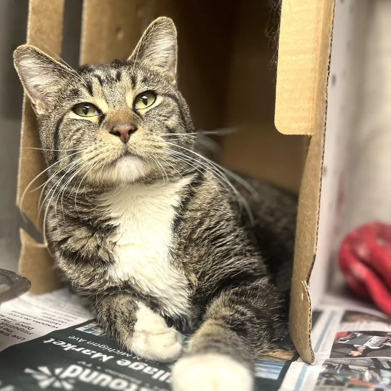 An adult extra large-sized male Brown / Chocolate Domestic Short Hair cat named Rick for adoption in Wheeling, IL