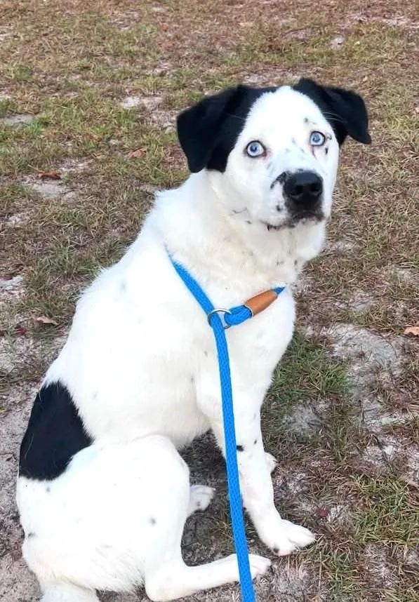 A young medium-sized male Mixed Breed dog named Fabulous Frankie with Sinatra for adoption in Reston, VA