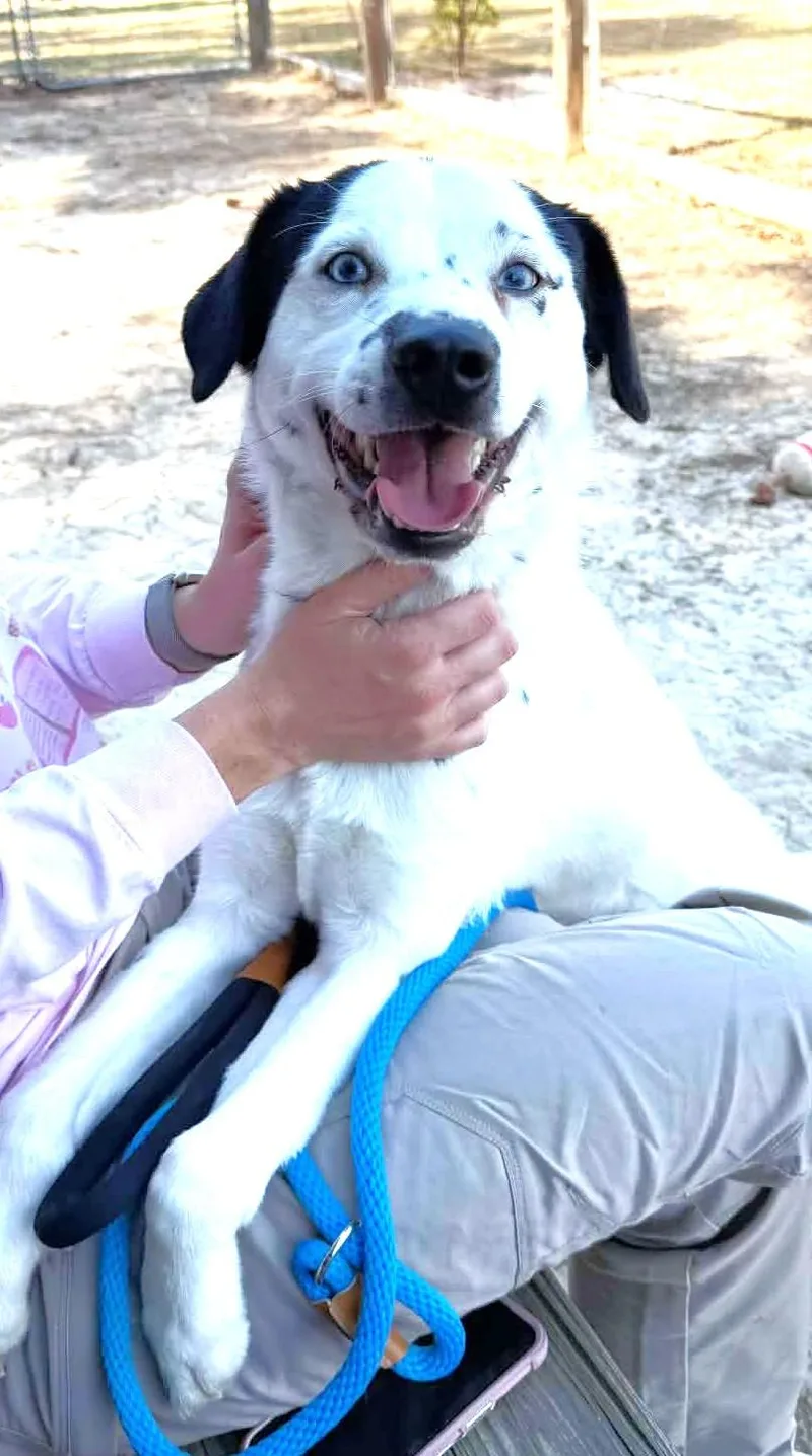 Fabulous Frankie with Sinatra thumbnail 4