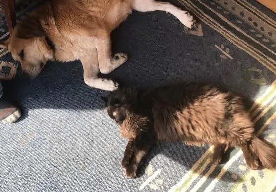 A senior medium-sized male Domestic Long Hair cat named Django for adoption in Palmer, AK