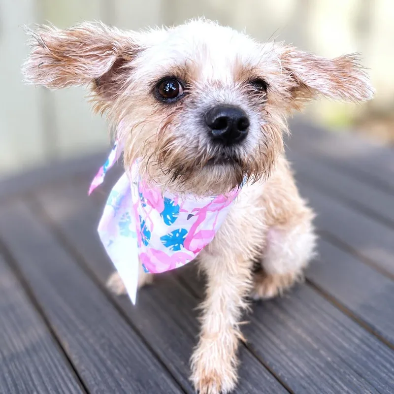 An adult small-sized female Cairn Terrier dog named Panko for adoption in Boerne, TX
