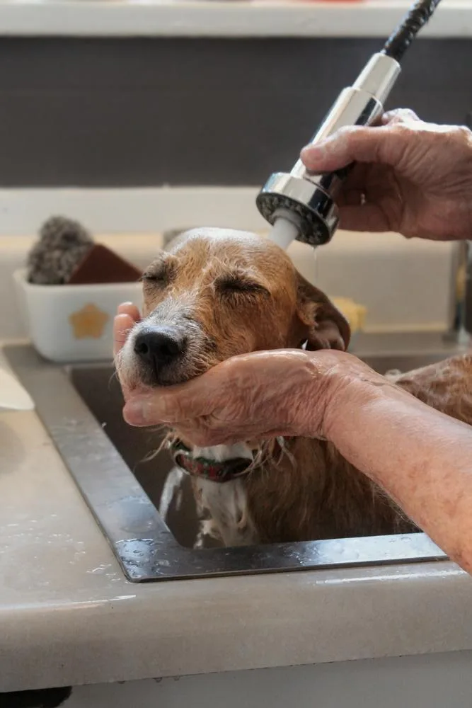 A young small-sized female Mixed Breed dog named Dolly Parton for adoption in Spokane, WA