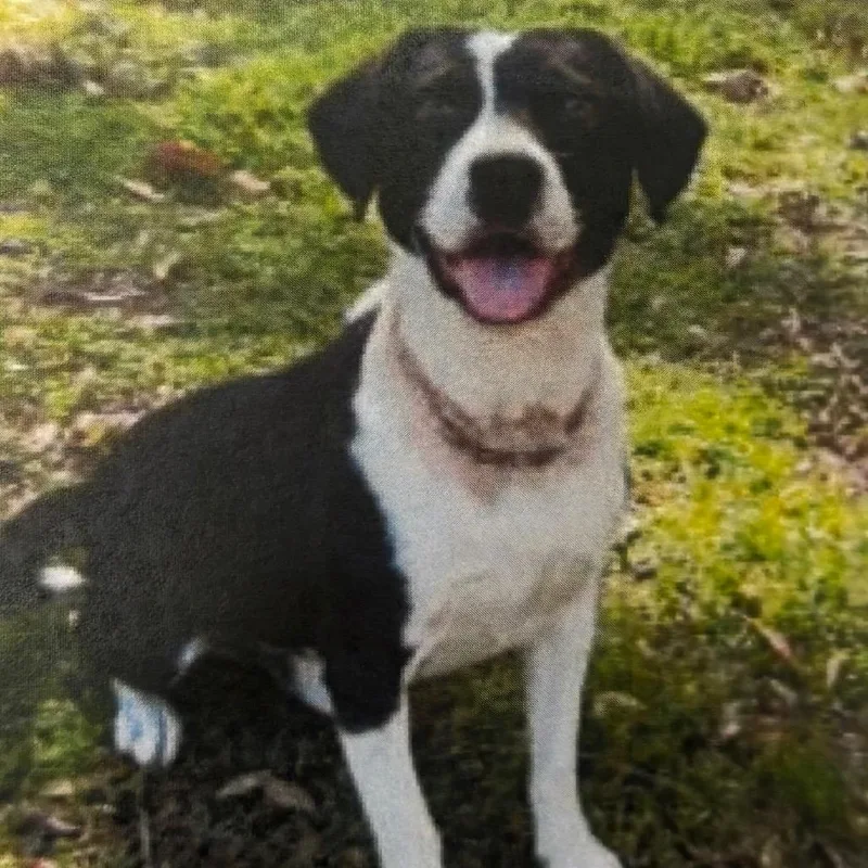 An adult medium-sized male Black Beagle dog named Henry for adoption in Newark, DE