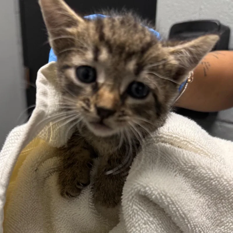 A baby small-sized male Black Domestic Short Hair cat named Jalapeno for adoption in Allentown, PA
