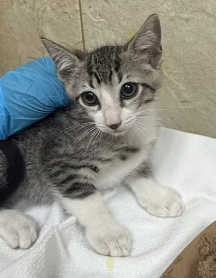 A baby small-sized male Domestic Short Hair cat named Lato for adoption in Honolulu, HI