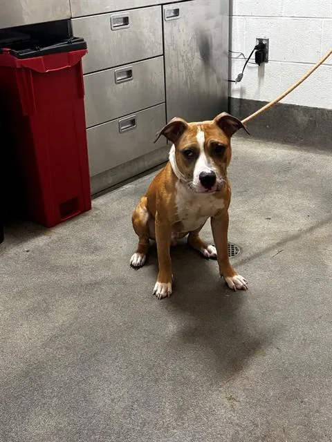 A young medium-sized male Pit Bull Terrier dog named Kenzo for adoption in Upper Marlboro, MD