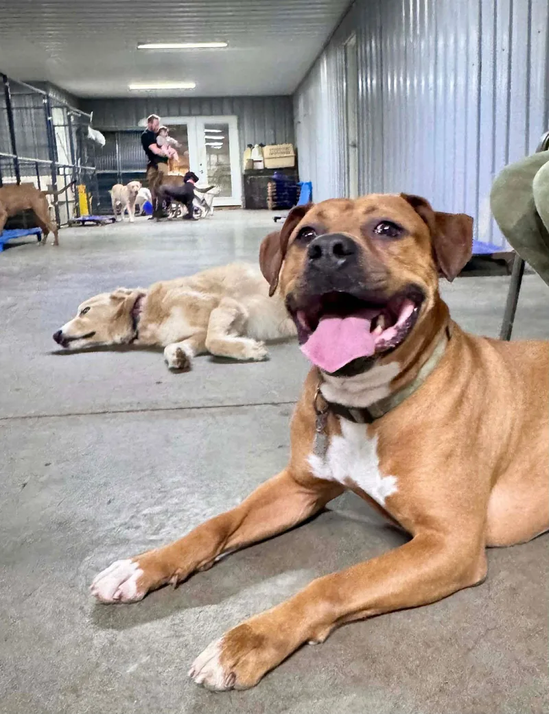 Bartholomew Cubbins thumbnail 2