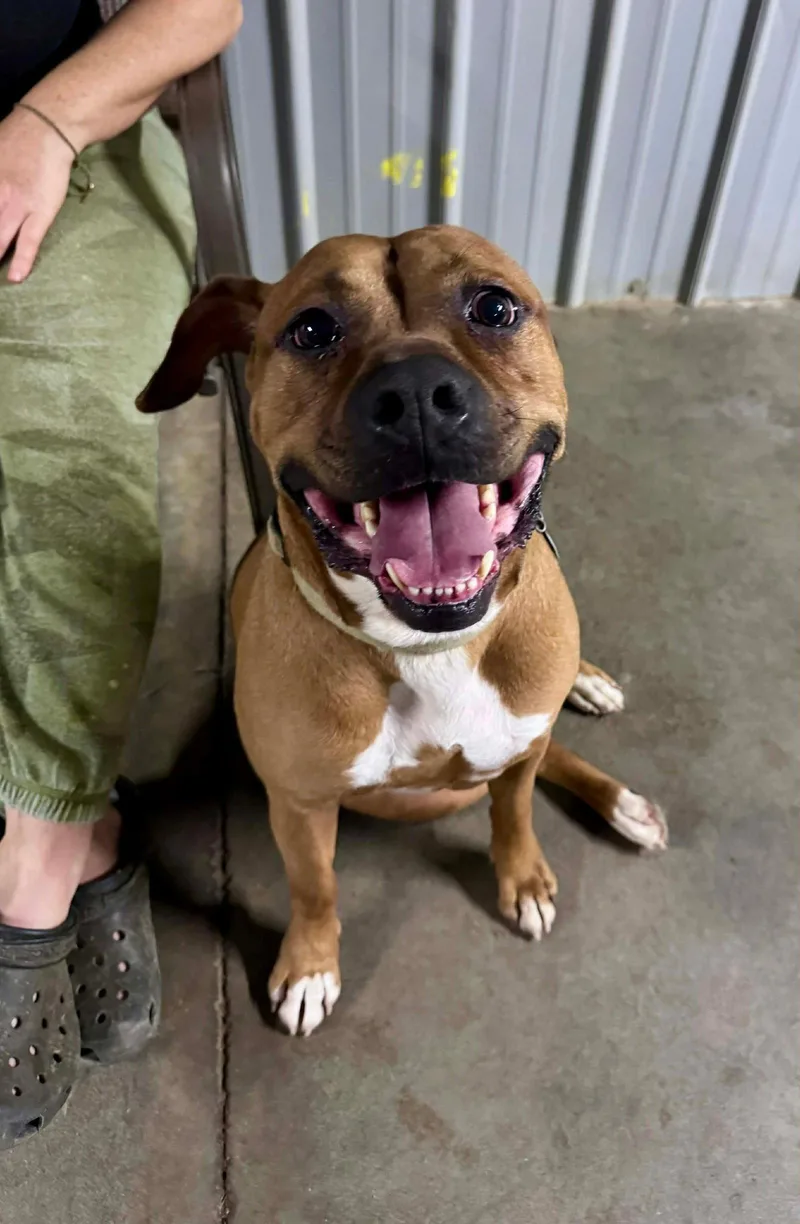 Bartholomew Cubbins thumbnail 3