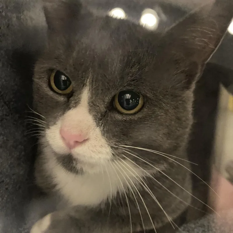 An adult medium-sized male Gray / Blue / Silver Domestic Short Hair cat named 71593 for adoption in Harrisonburg, VA