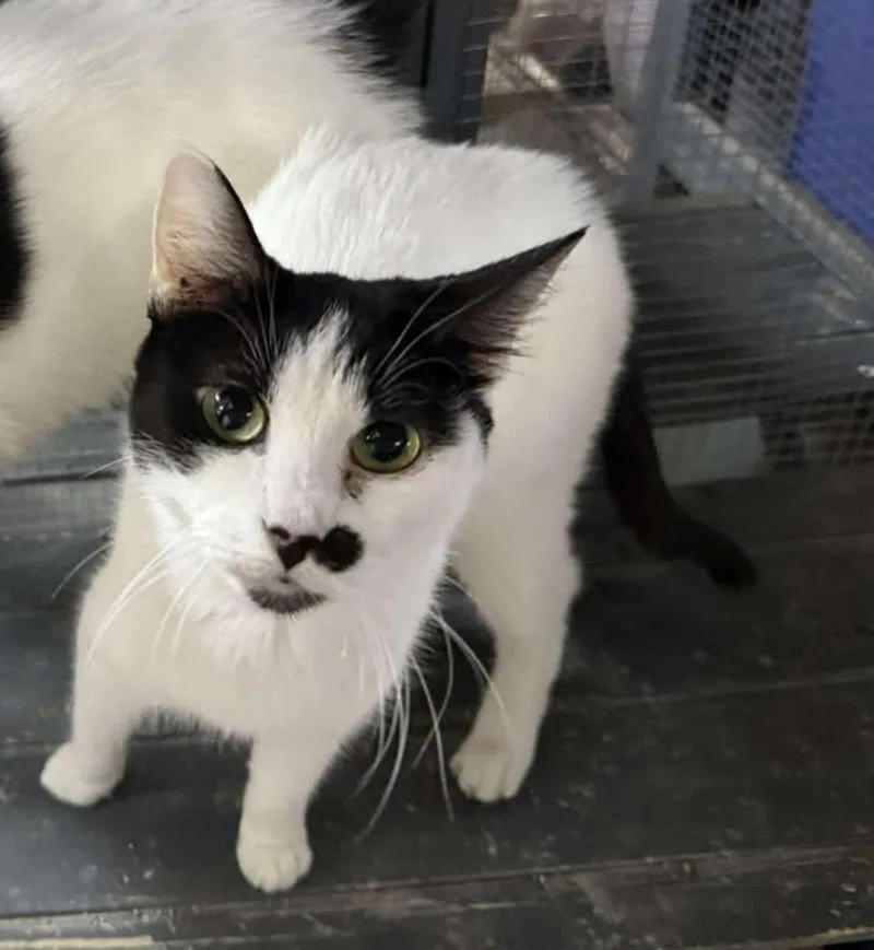An adult small-sized female Black & White / Tuxedo Domestic Short Hair cat named Appa for adoption in St. Ann, MO