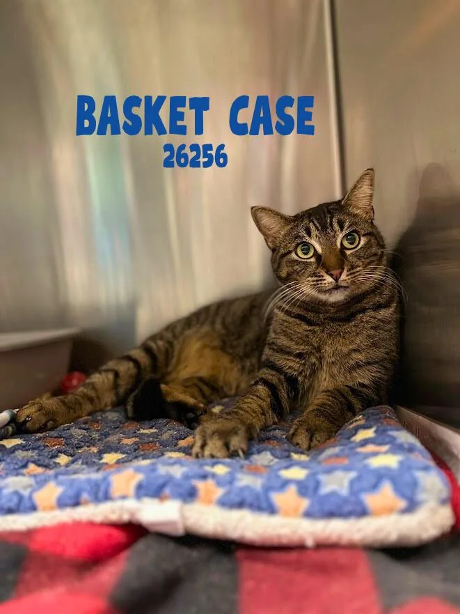 Basket Case thumbnail 2