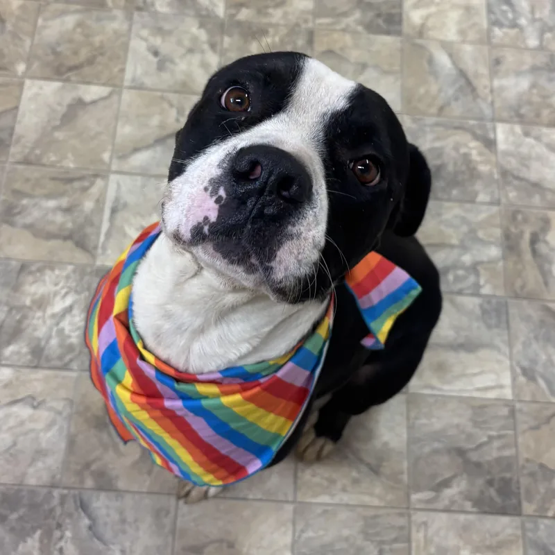 An adult large-sized male Black Terrier dog named Asher for adoption in Pilot Point, TX