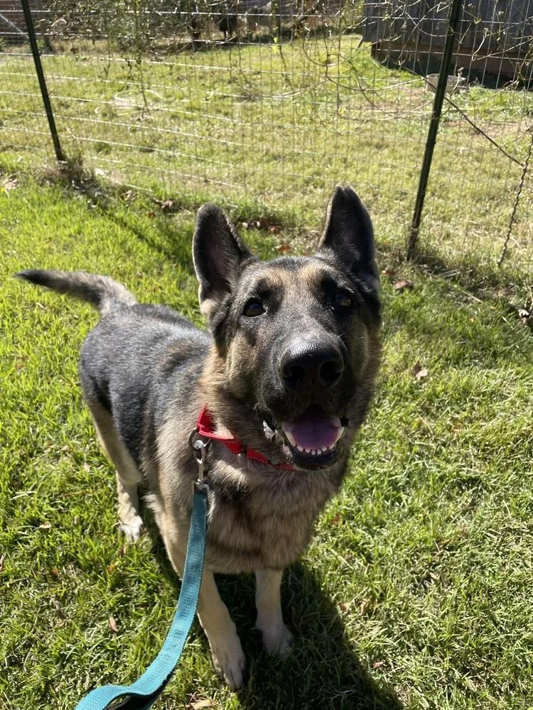 A young large-sized male German Shepherd Dog dog named Aragorn for adoption in Newnan, GA