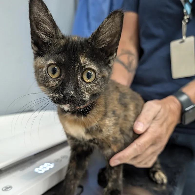 A baby small-sized female Domestic Short Hair cat named Hilda for adoption in Indianapolis, IN