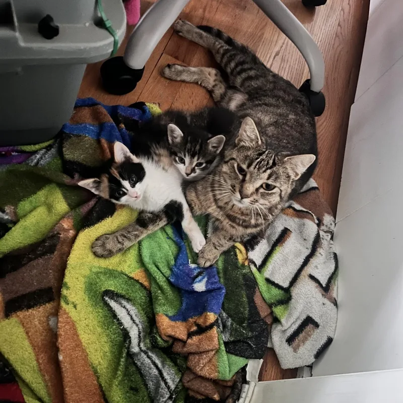 A young medium-sized female Tabby (Brown / Chocolate) Domestic Short Hair cat named Luna for adoption in Rochester Hills, MI