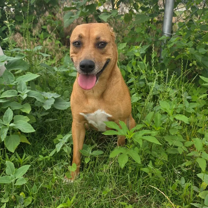 An adult medium-sized female Brown / Chocolate Pit Bull Terrier dog named Josie for adoption in Norman, OK
