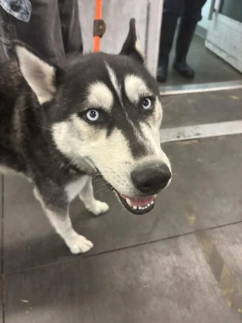 An adult large-sized male Husky dog named Marty for adoption in Los Angeles, CA