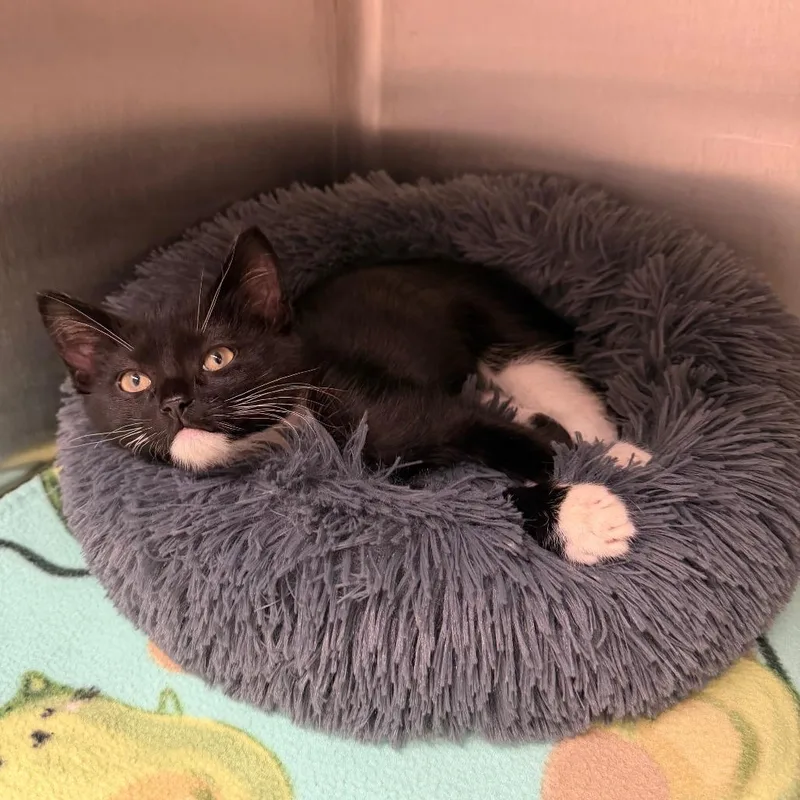 A baby small-sized male Black Domestic Short Hair cat named Raja for adoption in Naperville, IL