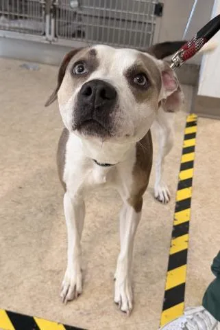 A young large-sized female Mixed Breed dog named Bailey for adoption in San Pedro, CA