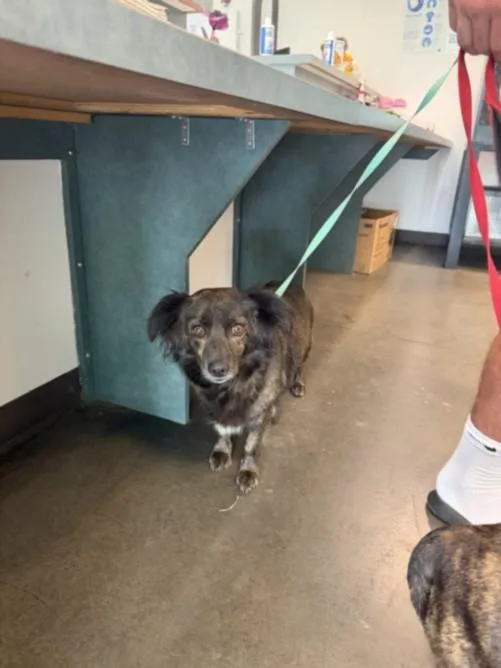 An adult medium-sized female Dutch Shepherd dog named Tess for adoption in Chatsworth, CA