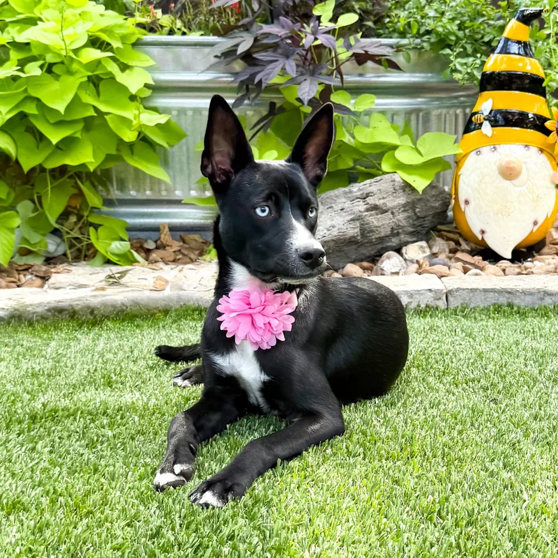 Willow thumbnail 4