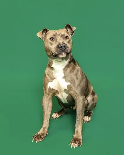 An adult large-sized male Mixed Breed dog named Tank for adoption in Sevierville, TN