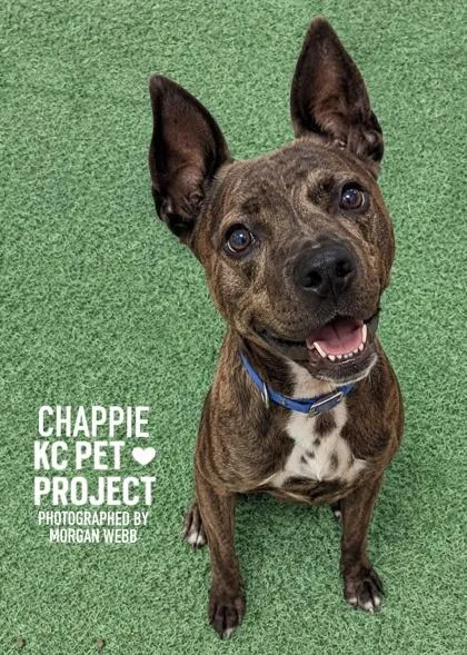 A senior medium-sized female Brown / Chocolate Pit Bull Terrier dog named Chappie for adoption in Kansas City, MO