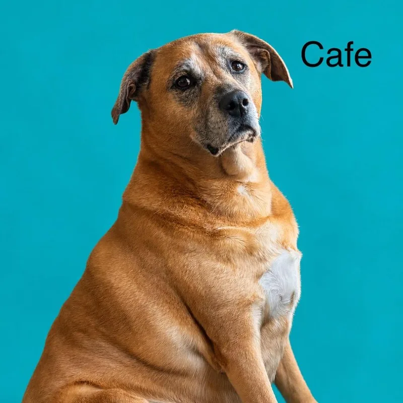 A senior medium-sized female Yellow / Tan / Blond / Fawn Mixed Breed dog named CafeSadie for adoption in Joliet, IL
