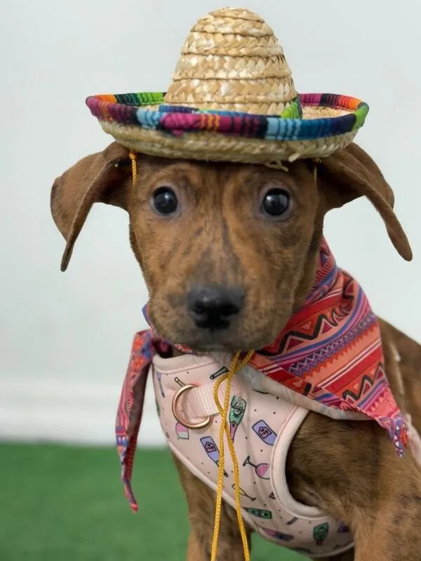 A baby medium-sized female Brindle Mountain Cur dog named Trixie for adoption in Carlsbad, CA